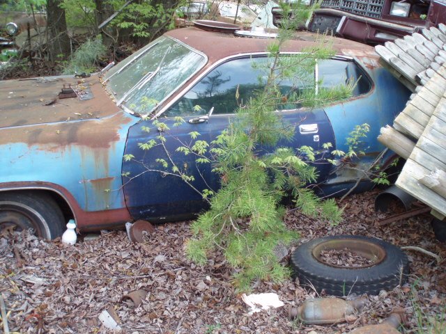 a Roadrunner.jpg