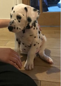 woof.jpg