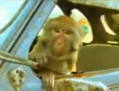 monkeymobile.jpg