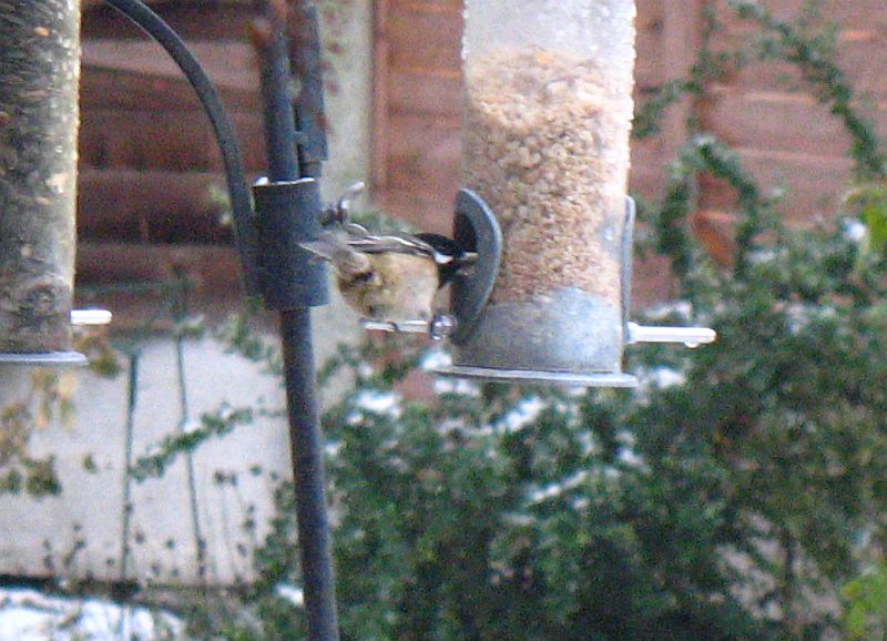 Coal Tit?