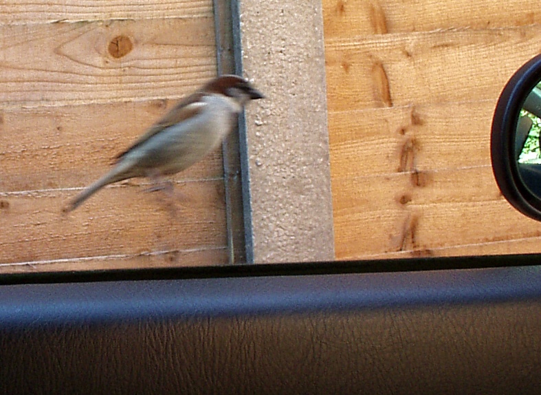 in flight.jpg