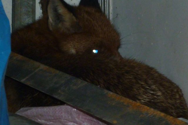 foxy 005.JPG