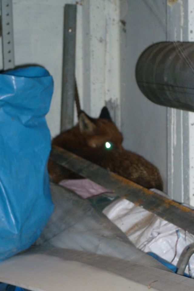 foxy 003.JPG