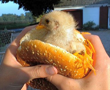 new-chicken-sandwich.jpg