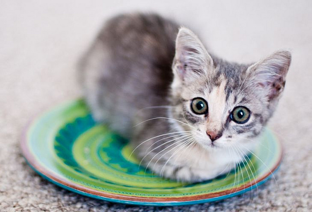 plate kit.jpg