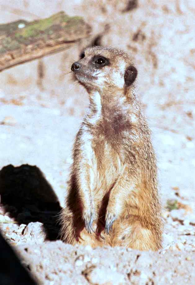 meercat.jpg
