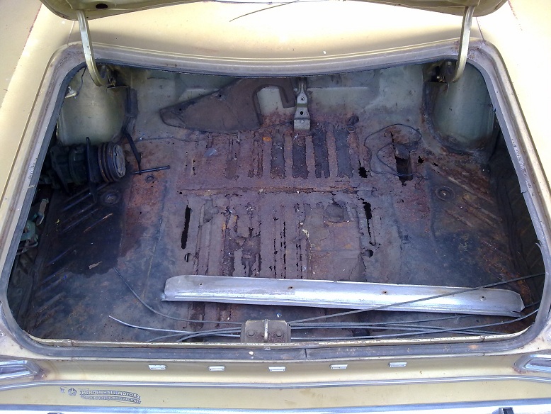 1 trunk rot.jpg
