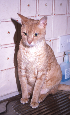 sidney.jpg