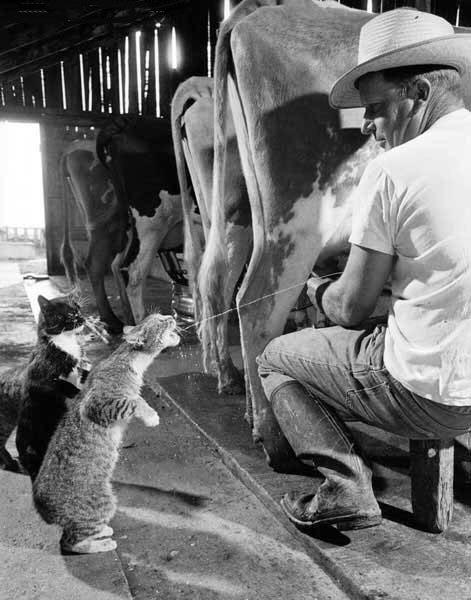 catmilk.jpg