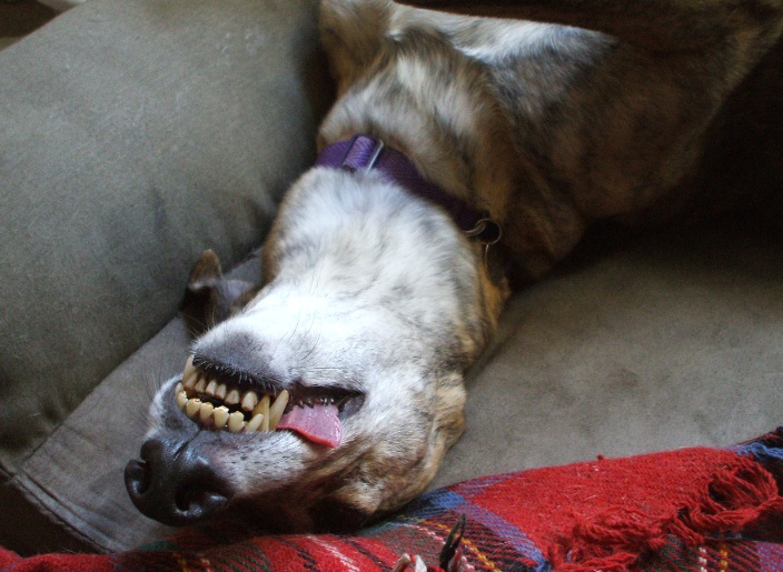 hemi3.jpg