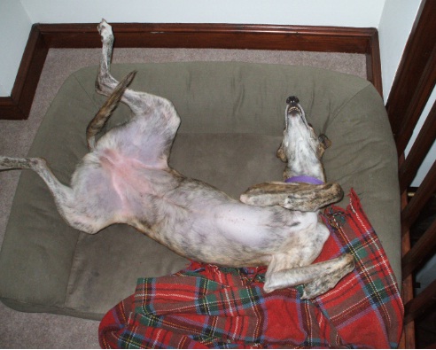 hemi1.jpg