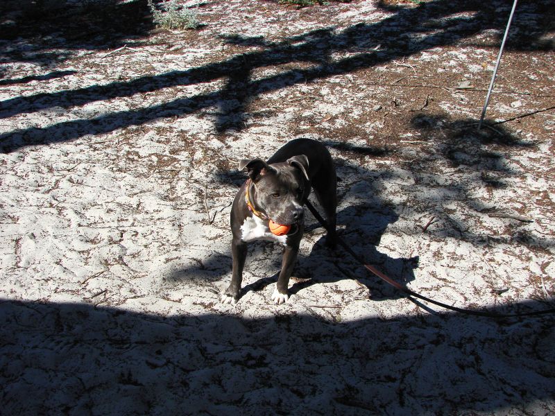 pch stills and vid 017 dogs.jpg