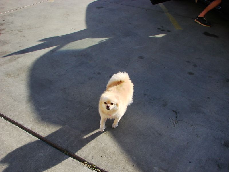 pch stills and vid 002 dogs.jpg