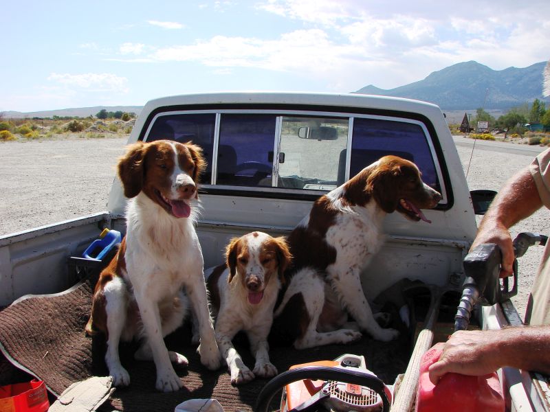 Hiway 50 Austin Nevada 016 dogs.jpg
