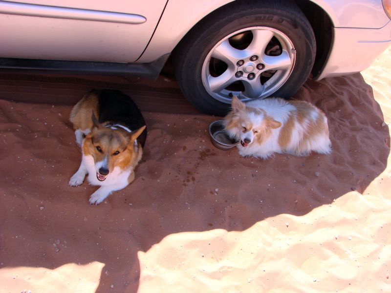 Grand canyon 026 dogs.jpg