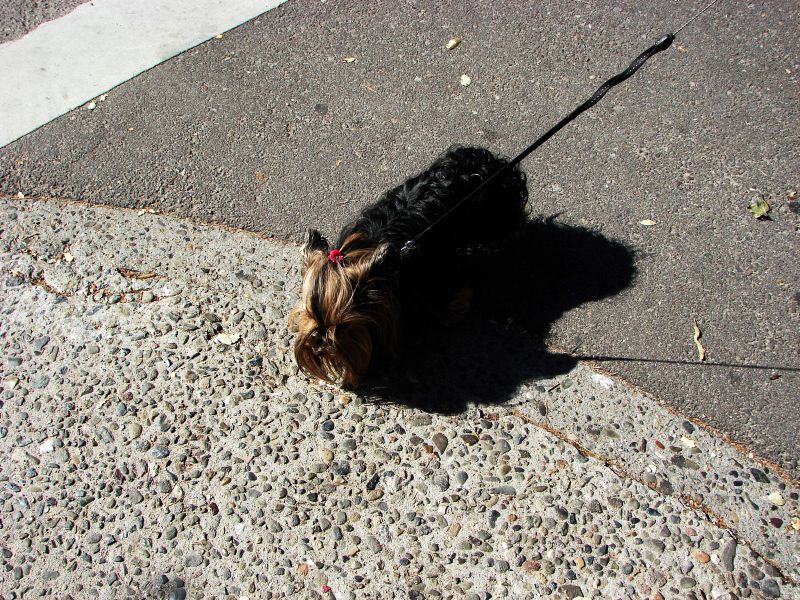 pch stills and vid 032 dogs.jpg