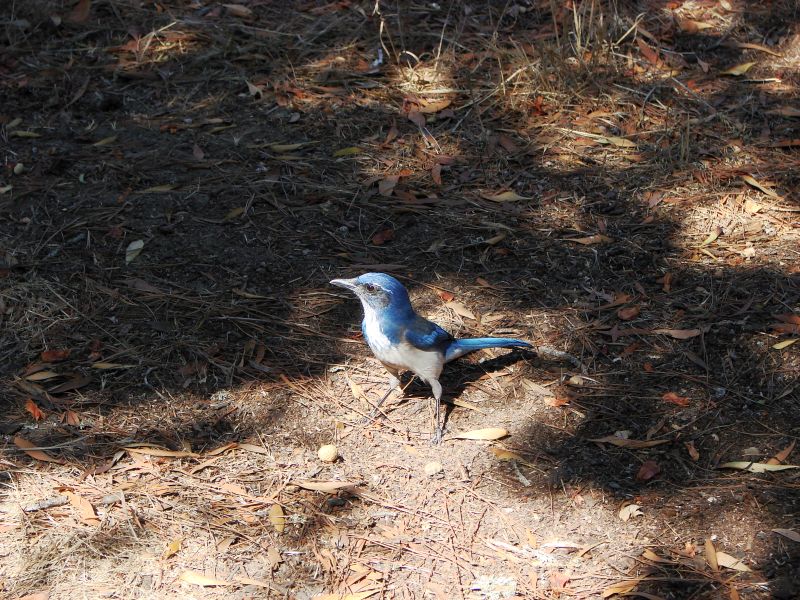 pch stills and vid 028 bird.jpg
