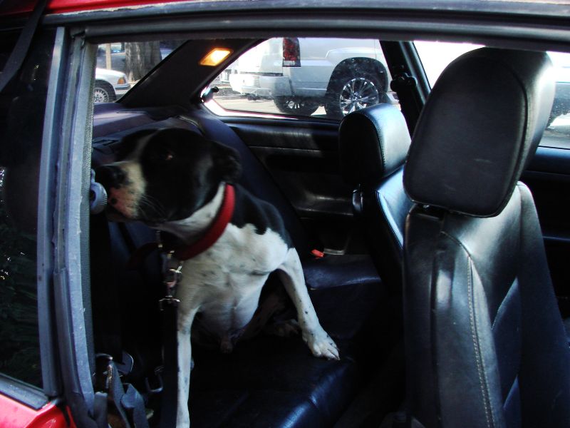 pch stills and vid 021dogs.jpg