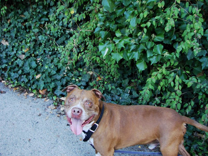 pch stills and vid 020 dogs.jpg