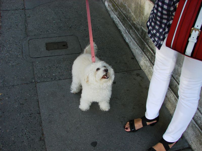 pch stills and vid 044dogs.jpg