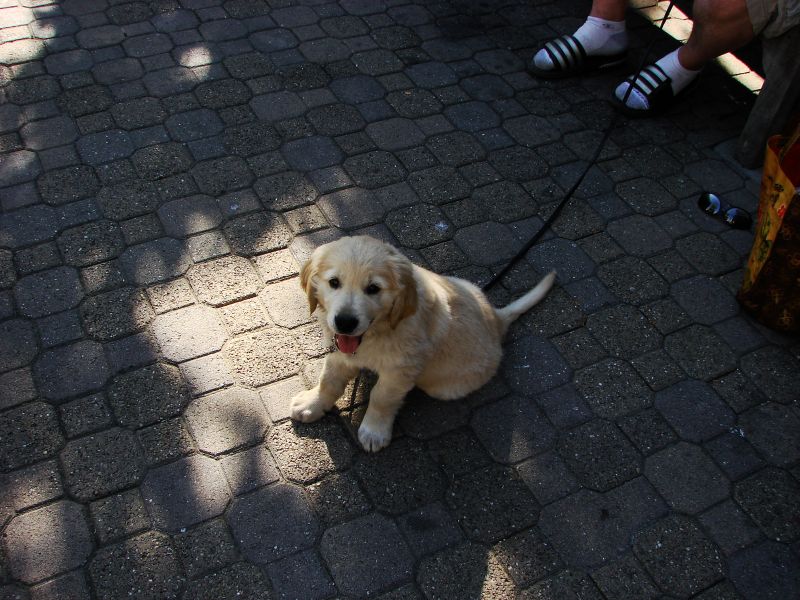 pch stills and vid 041dogs.jpg