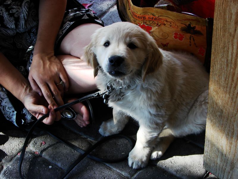 pch stills and vid 035dogs.jpg