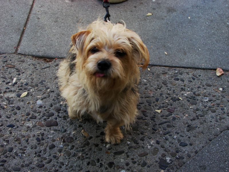 pch stills and vid 034dogs.jpg