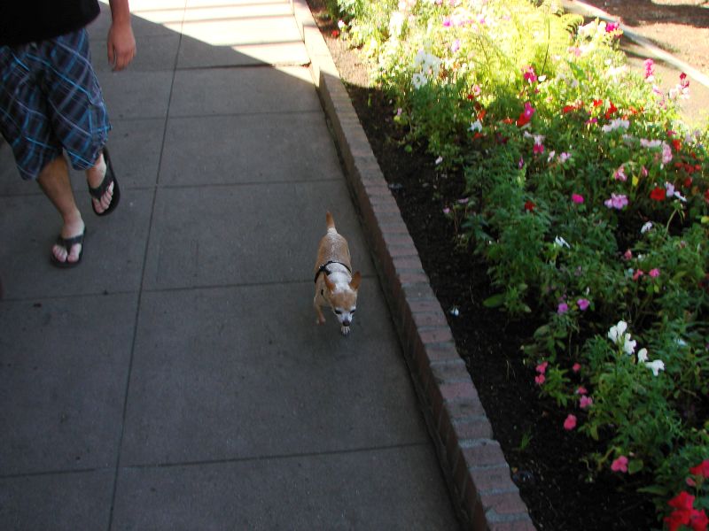 pch stills and vid 046 dogs.jpg