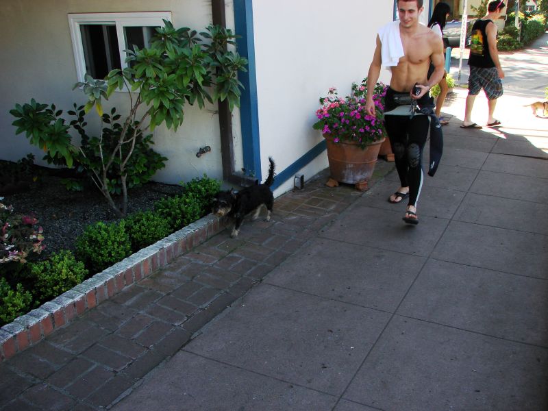 pch stills and vid 045dogs.jpg