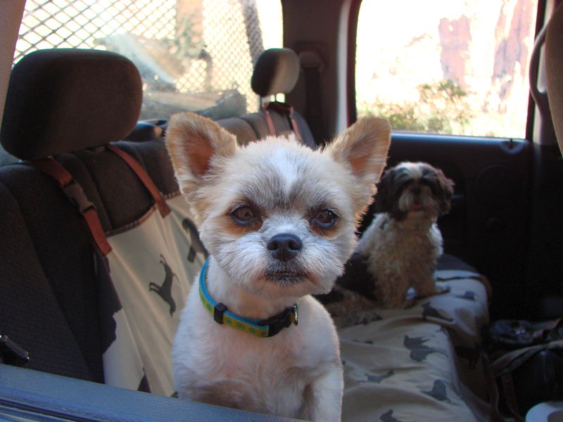 Zion 072dogs.jpg