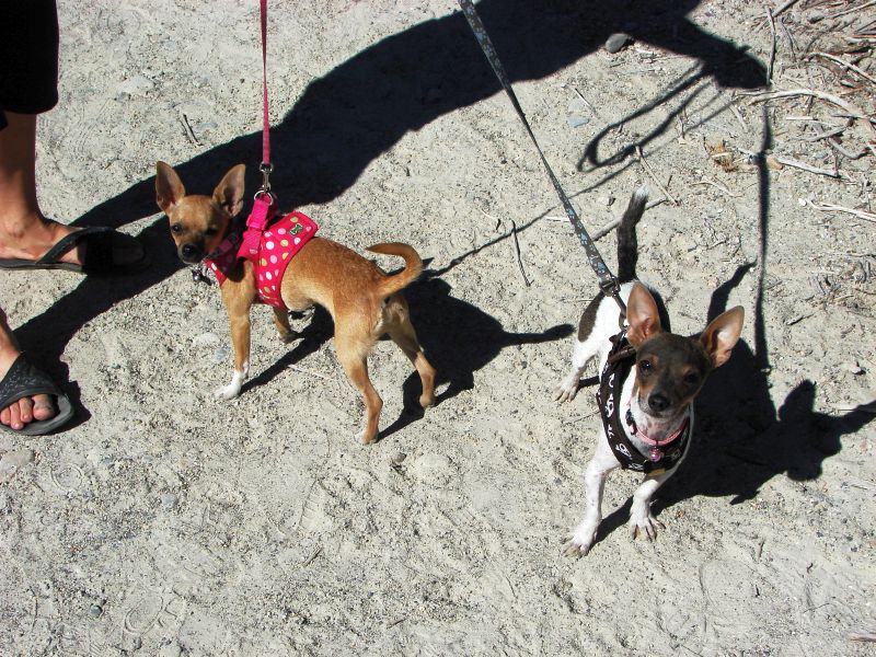 Yosemite stills 023dogs.jpg