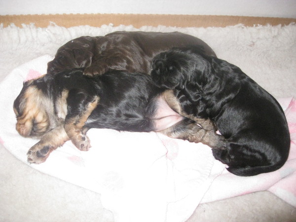 pups resized12.jpg