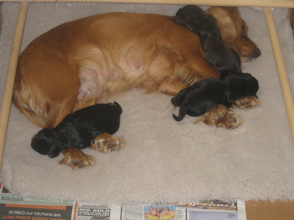 pups resized9.jpg