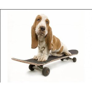 basset wheels.jpg