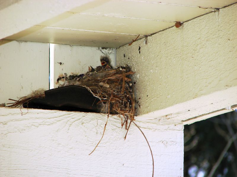 House Finches 002.jpg