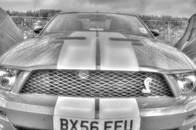 black and white shelby (640x424).jpg