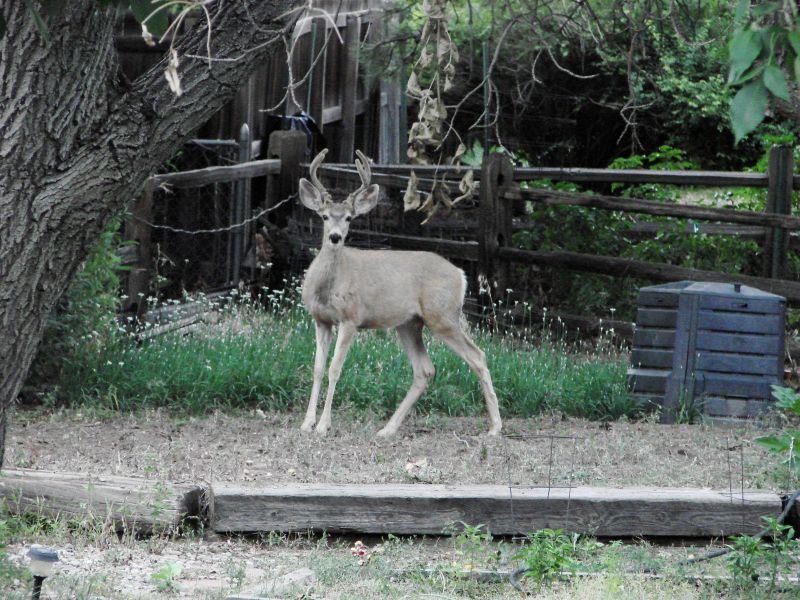 DSC01177deer.jpg