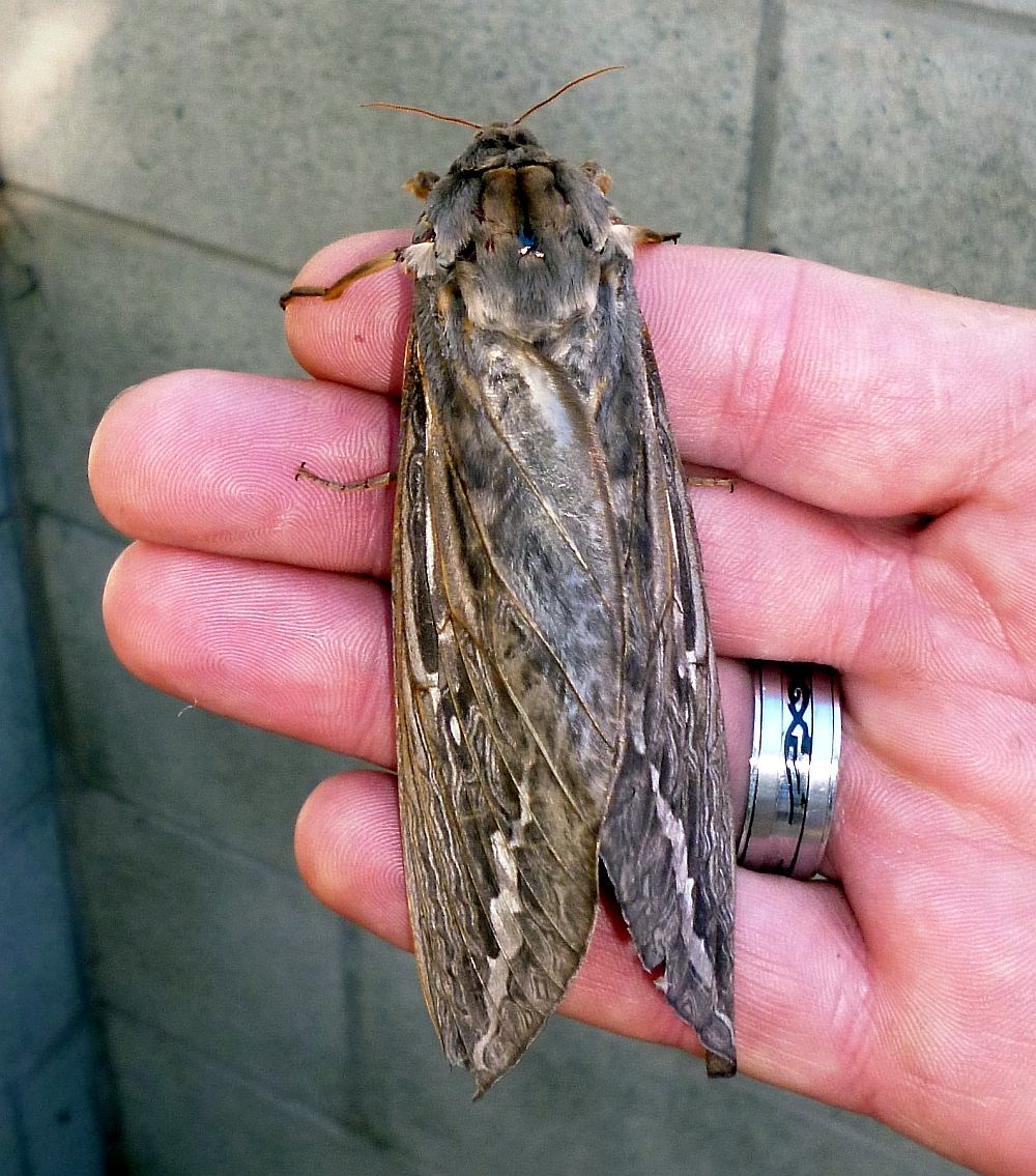 moth.jpg