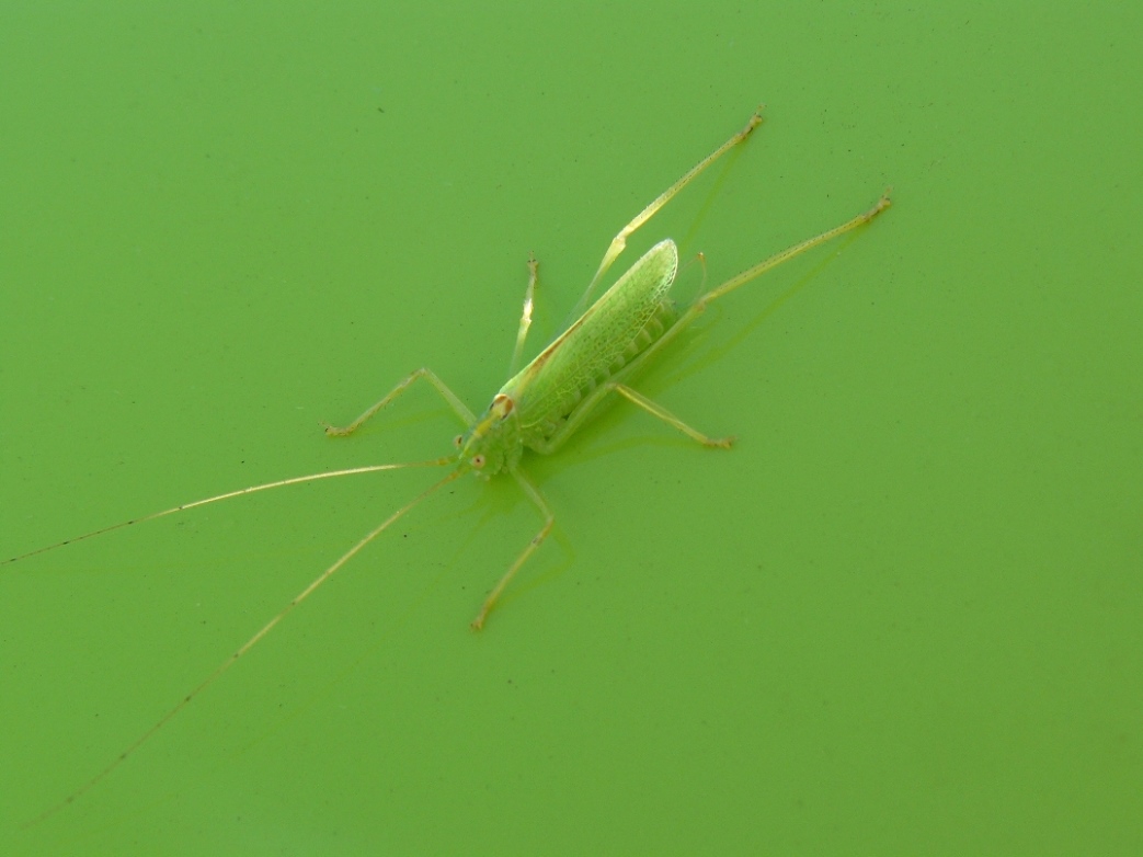 68.jpg