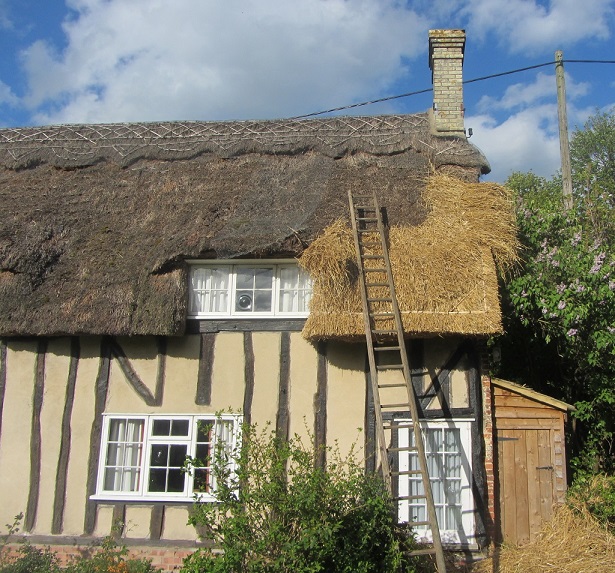 Thatch start.JPG