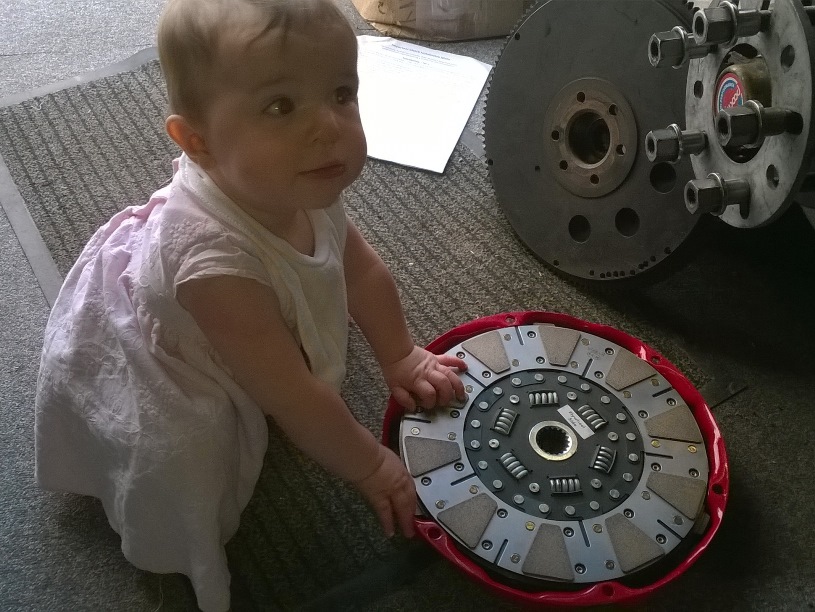 Wren checking new clutch.jpg
